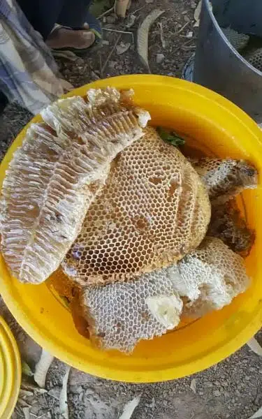 Al shifa natural honey /الشفاءقدرتی شہد