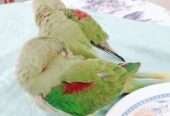 Raw Alexanderine Kashmiri Pahari Parrot Male and Female Chick’s