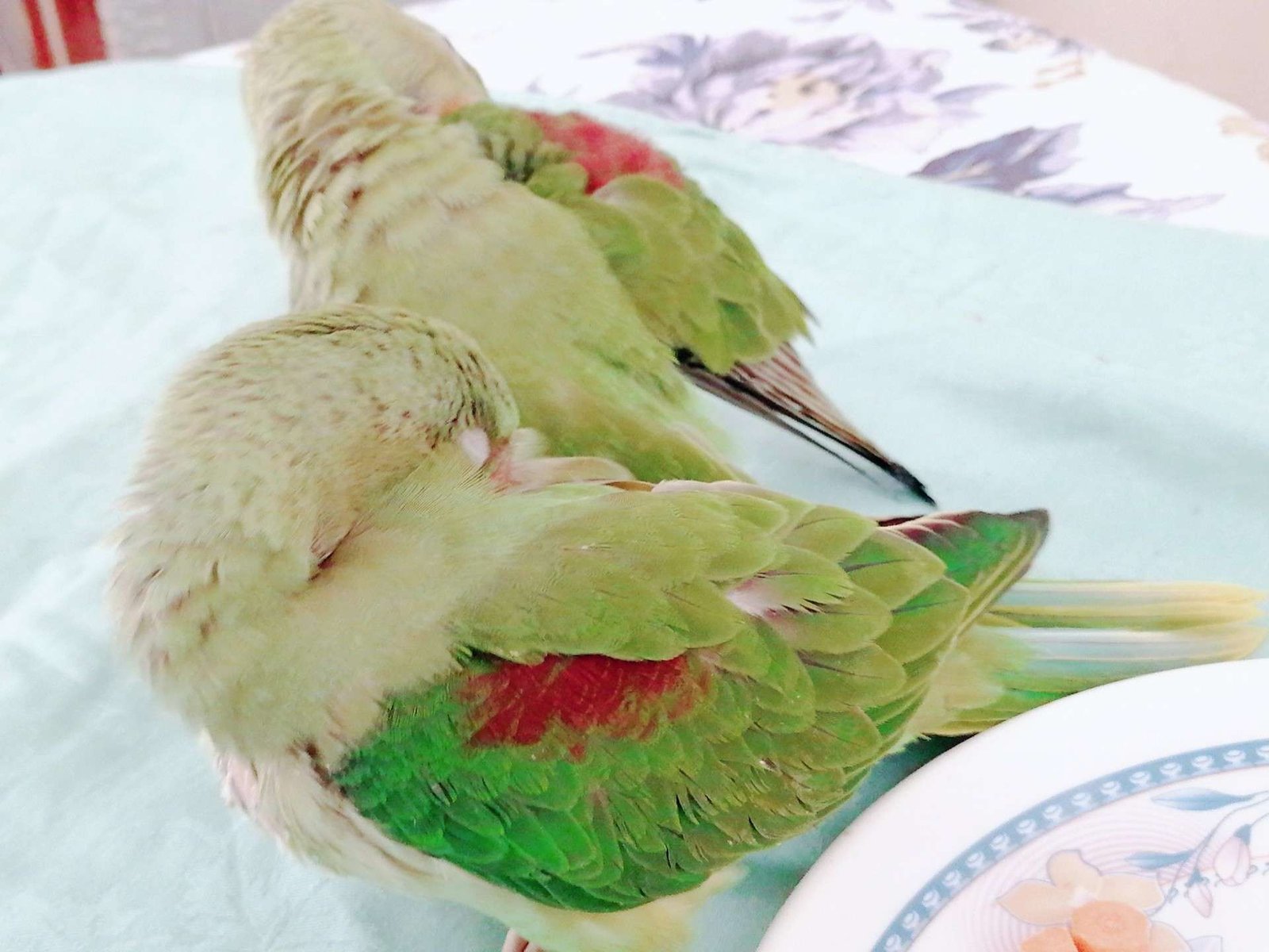 Raw Alexanderine Kashmiri Pahari Parrot Male and Female Chick’s