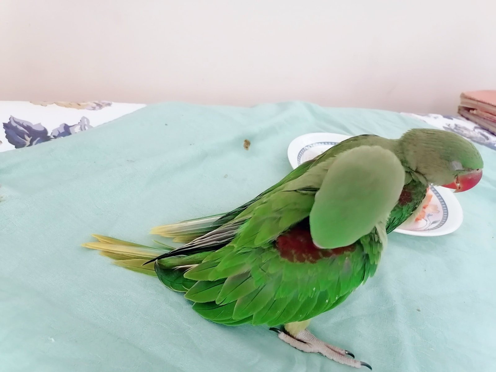 Raw Alexanderine Kashmiri Pahari Parrot Male and Female Chick’s