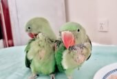 Raw Alexanderine Kashmiri Pahari Parrot Male and Female Chick’s