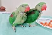 Raw Alexanderine Kashmiri Pahari Parrot Male and Female Chick’s