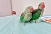 Raw Alexanderine Kashmiri Pahari Parrot Male and Female Chick’s