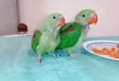 Raw Alexanderine Kashmiri Pahari Parrot Male and Female Chick’s