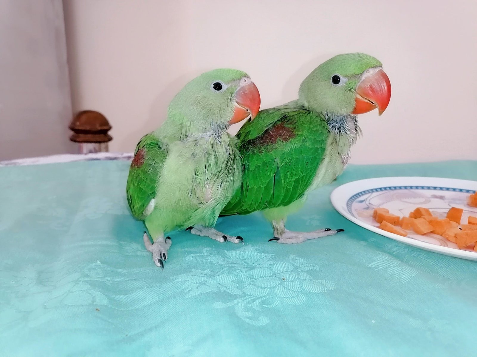 Raw Alexanderine Kashmiri Pahari Parrot Male and Female Chick’s