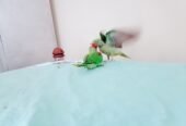Raw Alexanderine Kashmiri Pahari Parrot Male and Female Chick’s