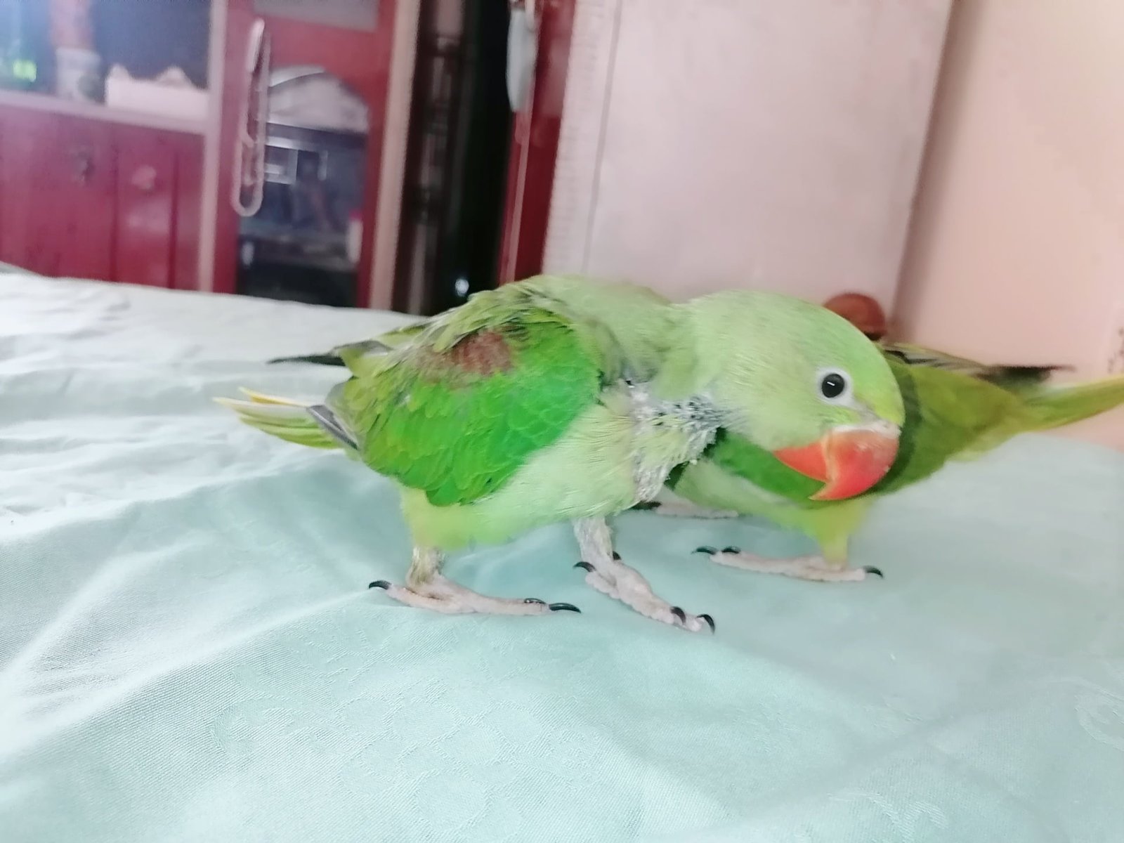 Raw Alexanderine Kashmiri Pahari Parrot Male and Female Chick’s
