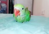 Raw Alexanderine Kashmiri Pahari Parrot Male and Female Chick’s
