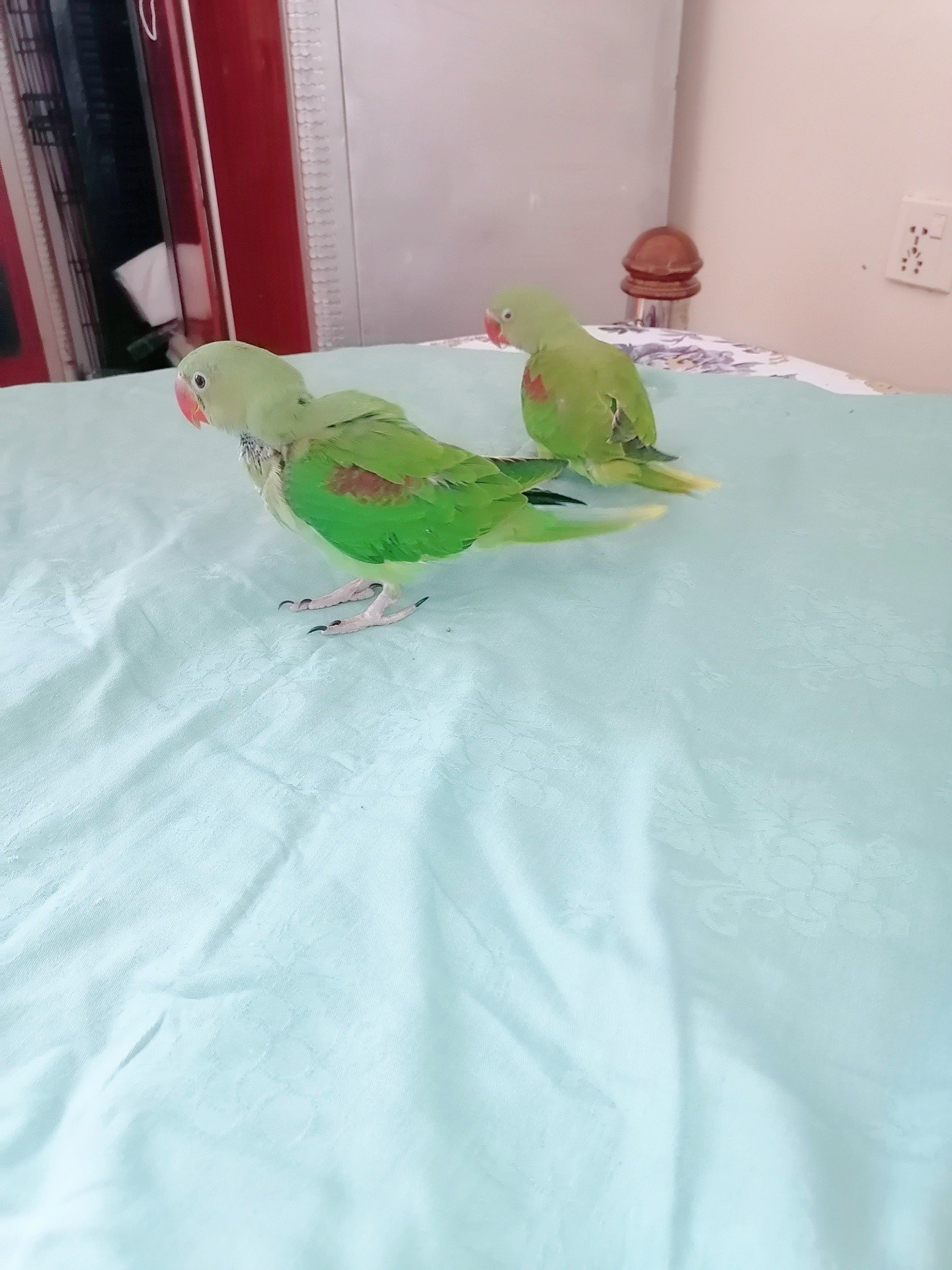 Raw Alexanderine Kashmiri Pahari Parrot Male and Female Chick’s