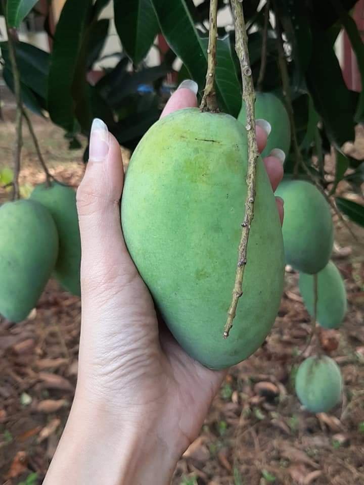 Mangos