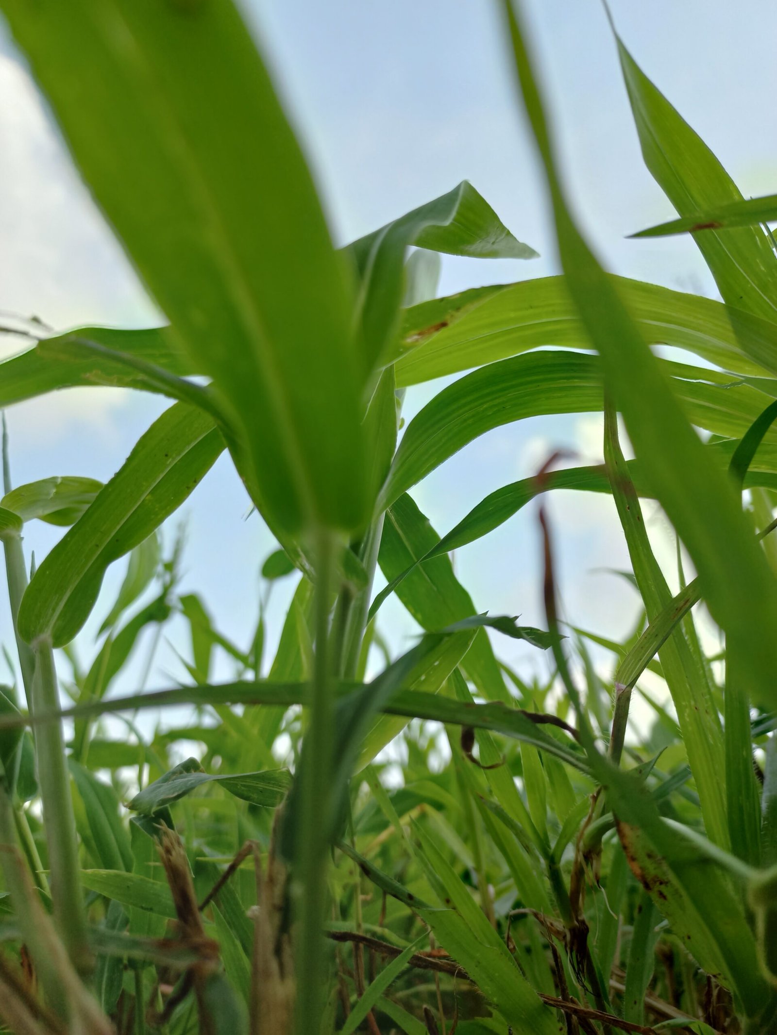 I will make your pics sharp