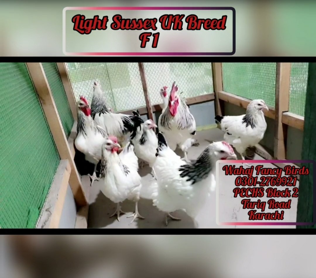 Light sussex f1 breed