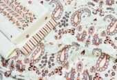 *❁﷽❁* Bareeze 250KT *Winter Collection 2022* Fabric *Best Quality Dhanak* 3pc *Front Full Heavy E
