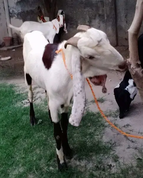 Qurbani 2023