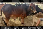 Qurbani animals healthy donday kattay cow bull