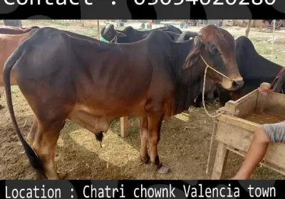 370273988-800×600-1