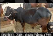 Qurbani animals healthy donday kattay cow bull