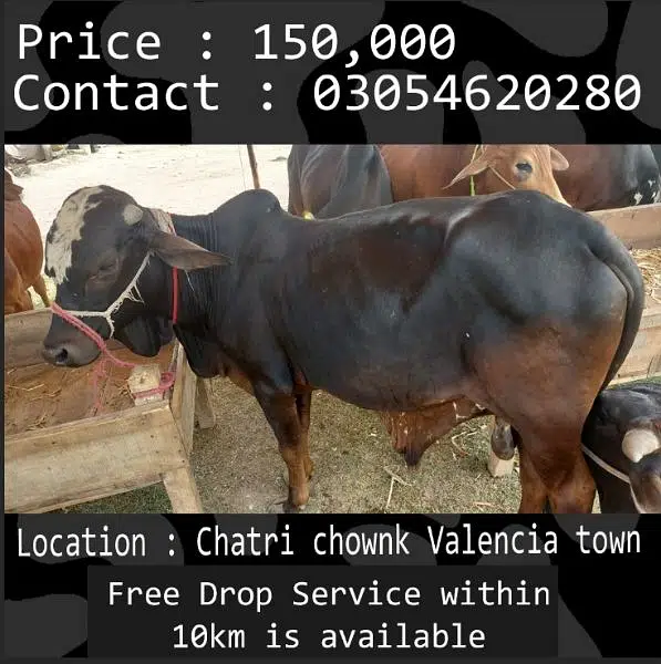 Qurbani animals healthy donday kattay cow bull