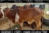 Qurbani animals healthy donday kattay cow bull