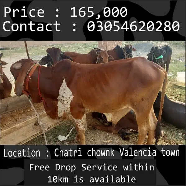 Qurbani animals healthy donday kattay cow bull