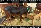 Qurbani animals healthy donday kattay cow bull
