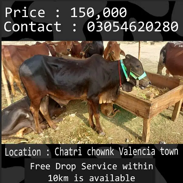 Qurbani animals healthy donday kattay cow bull