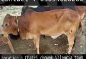 Qurbani animals healthy donday kattay cow bull