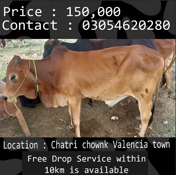 Qurbani animals healthy donday kattay cow bull