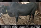Qurbani animals healthy donday kattay cow bull