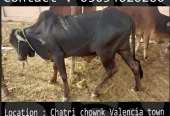 Qurbani animals healthy donday kattay cow bull