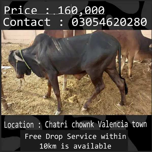 Qurbani animals healthy donday kattay cow bull