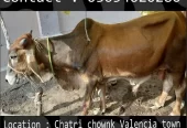 Qurbani animals healthy donday kattay cow bull