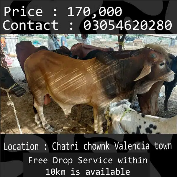 Qurbani animals healthy donday kattay cow bull