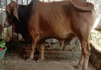 370539012-800×600-1