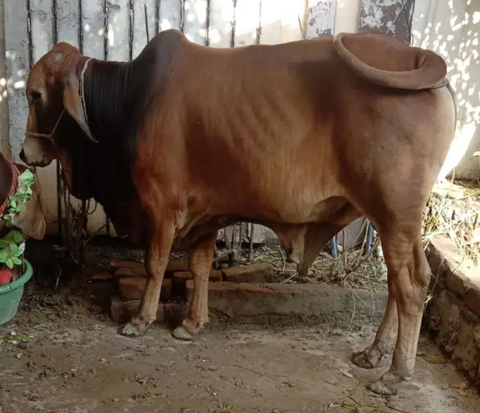 Bull for Qurbani 2023