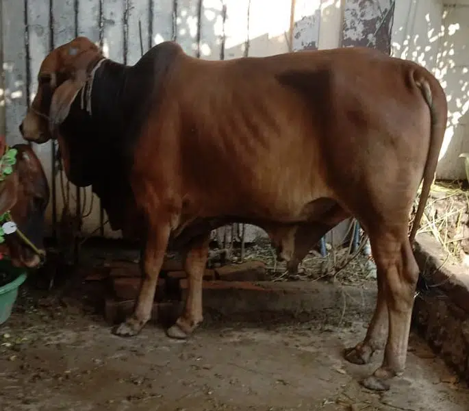 Bull for Qurbani 2023