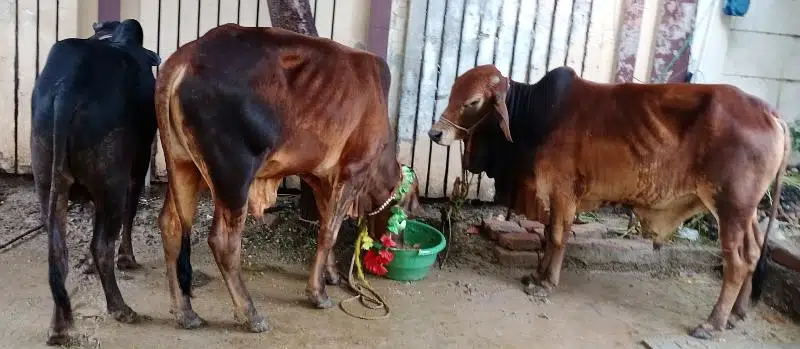 Bull for Qurbani 2023