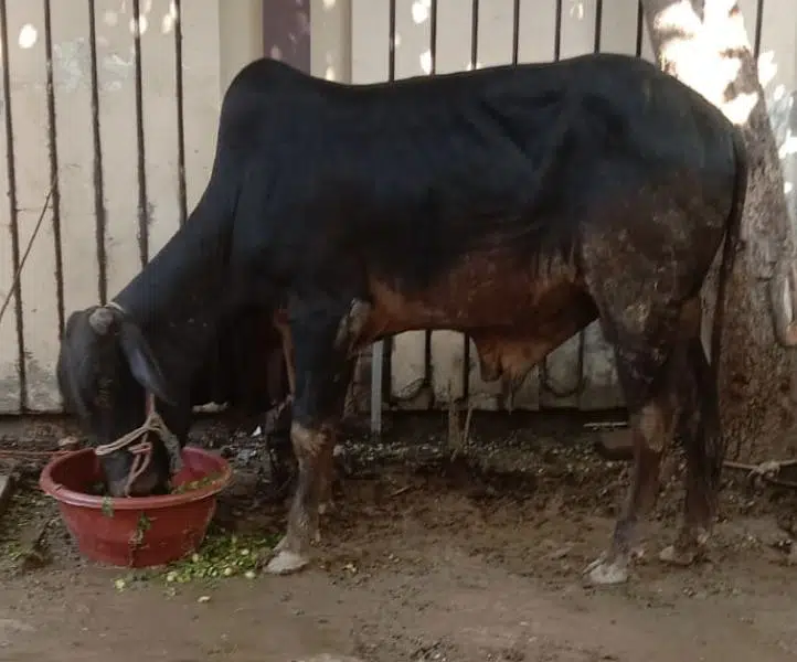 Bull for Qurbani 2023