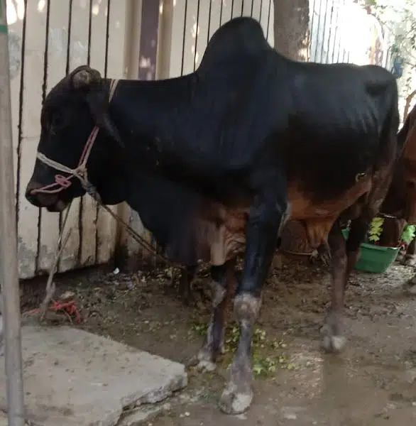 Bull for Qurbani 2023