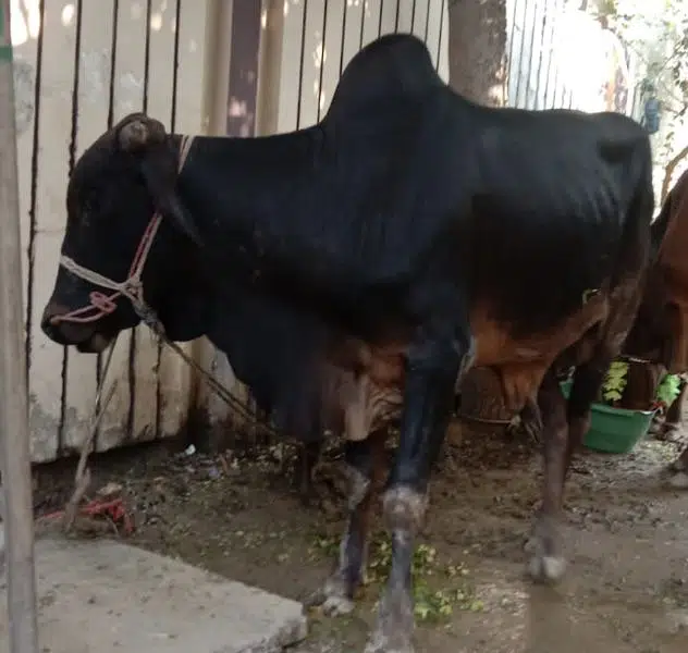 Bull for Qurbani 2023