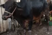 Bull for Qurbani 2023