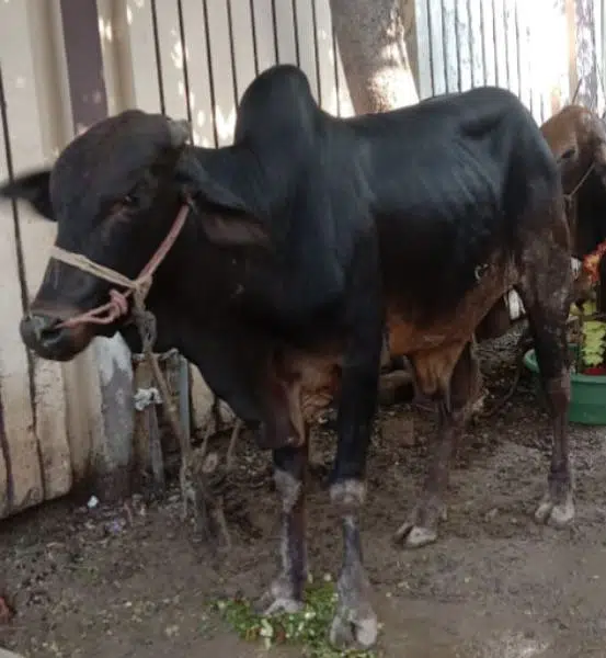 Bull for Qurbani 2023