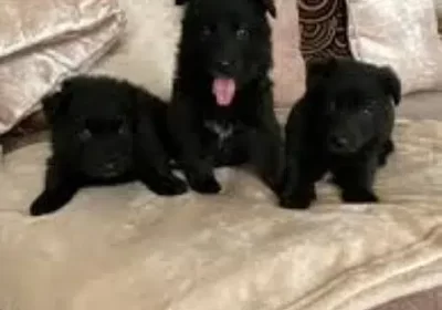 369431726-800×600-1