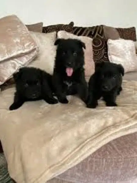 Black German shepherd puppy for sale