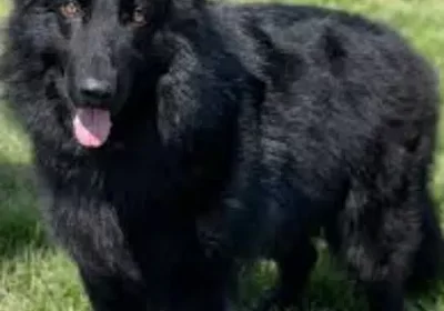 369496767-800×600-1