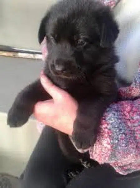Black German shepherd puppies for sale
