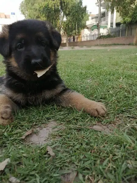 German shepherd puppies for sale