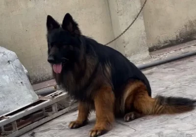 371739517-800×600-1