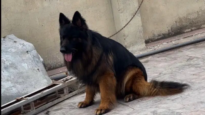 Extreme Quality German Shepherd Pups