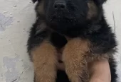 Extreme Quality German Shepherd Pups
